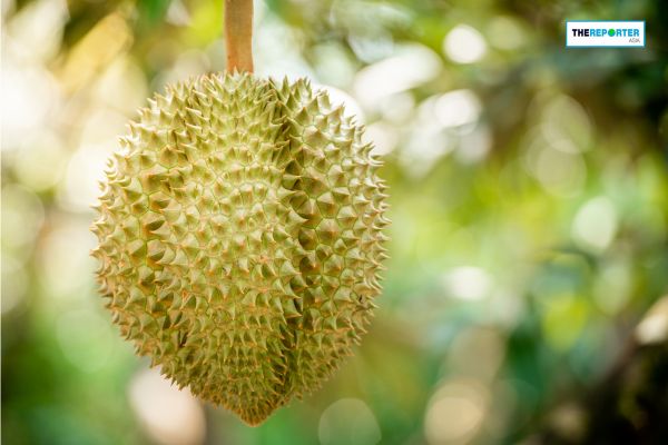 ทุเรียน ไห่หนาน เขย่าตลาดจีน พลิกโฉมจากผู้นำเข้าสู่ผู้ผลิต
