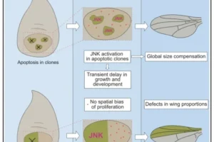 Current Biology เผยกลไกการเติบโตเนื้อเยื่อแมลงหวี่หลังเซลล์ตาย