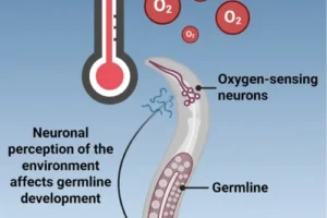 Current Biology เผยวิจัย RNAi ในระบบประสาทช่วยสืบพันธุ์ทนร้อน