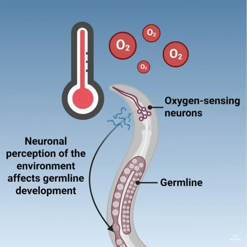 Current Biology เผยวิจัย RNAi ในระบบประสาทช่วยสืบพันธุ์ทนร้อน
